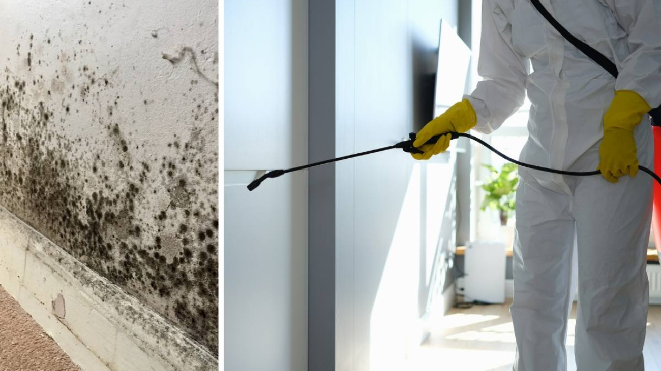 شركة رش مبيدات آمنة للأطفال بالرياض