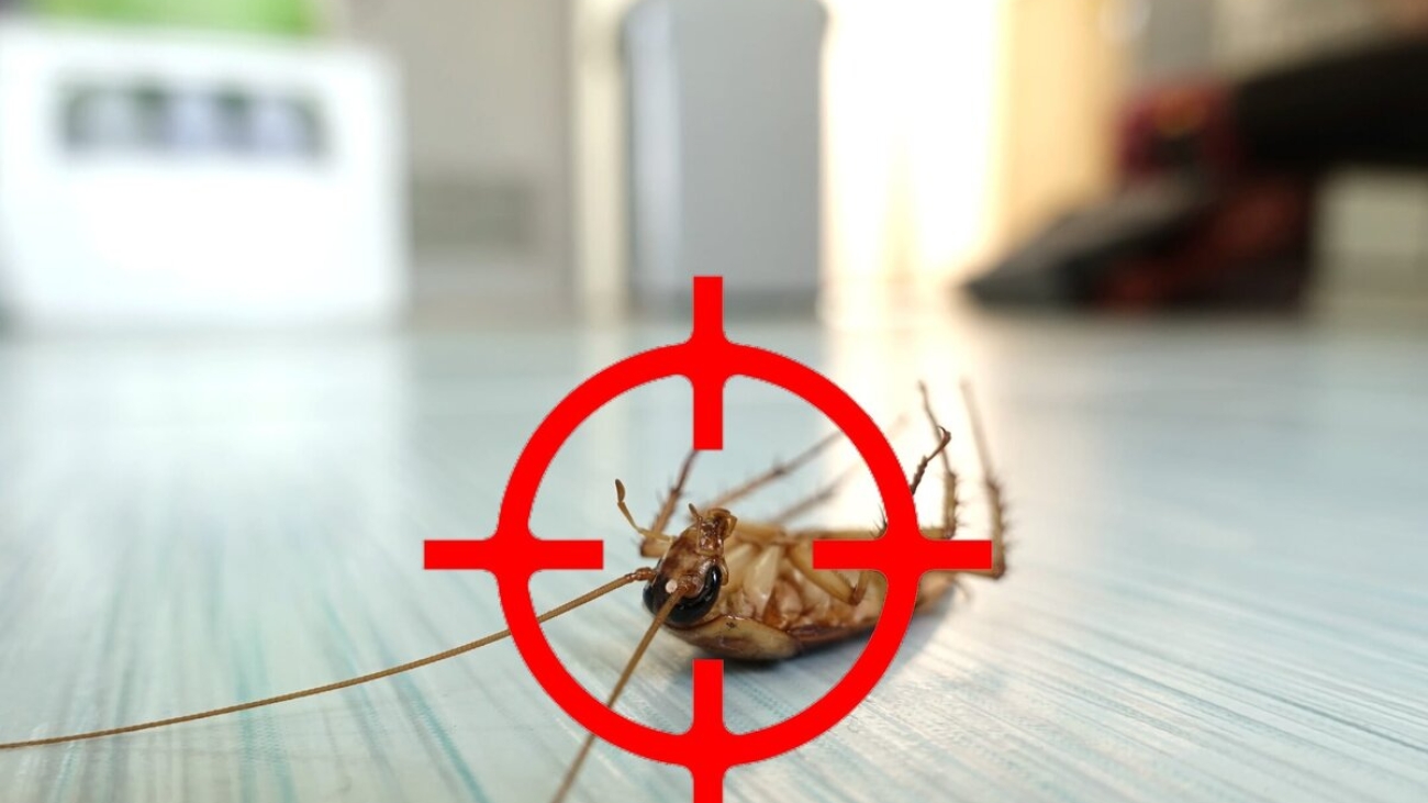 مكافحة الصراصير بالرياض